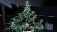 Bild von ThinkDifferent (Moby Dick XXL Autoflowering)