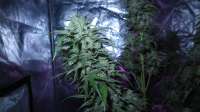 Bild von ThinkDifferent (Moby Dick XXL Autoflowering)