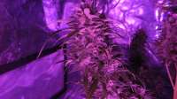 Bild von ThinkDifferent (Moby Dick XXL Autoflowering)