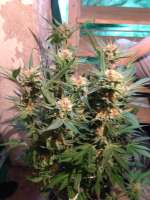 Bild von FaV51 (Power Kush)