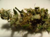 Bild von mrnicex (Power Kush)