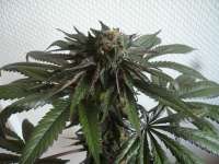 Bild von merlin (Purple Afghan Kush)