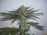 Bild von merlin (Purple Afghan Kush)