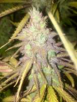 Bild von LemiAten (Purple Orange CBD)