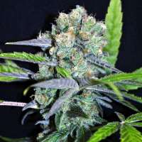 Bild von SativaFred (Shark Shock CBD)