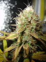 Dinafem Shark Shock CBD - ein Foto von x4opiate