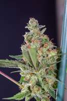 Dinafem Sweet Deep Grapefruit - ein Foto von Mortadelo