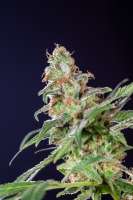 Dinafem Sweet Deep Grapefruit - ein Foto von Mortadelo