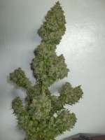 Dinafem White Widow - ein Foto von tencer