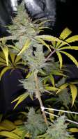 Dispensario Seeds Clinical - ein Foto von mundina