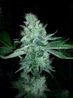 Dispensario Seeds Eter Express - ein Foto von mundina