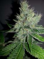 Dispensario Seeds Eter Express - ein Foto von mundina