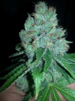 Dispensario Seeds Eter Express - ein Foto von mundina