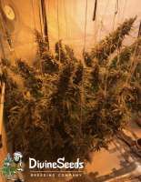 Divine Seeds Auto Opium - ein Foto von DivineSeedsSupport