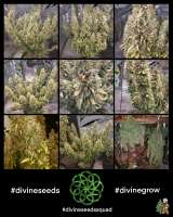 Divine Seeds Mazar - ein Foto von DivineSeedsSupport