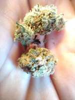 Dizzy Duck Seeds Critical Dynamite - ein Foto von FredD