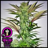 Domus Seeds Blazar - ein Foto von DomusSeeds