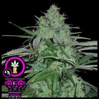 Domus Seeds Blazar - ein Foto von DomusSeeds