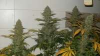 Dopamine Seeds Amnesia DP - ein Foto von soton