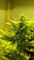 Dr. Krippling Seeds Bulk Smash Auto - ein Foto von Yourddy