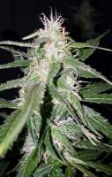 Dr. Krippling Seeds Incredible Bulk Auto - ein Foto von Tgg5765