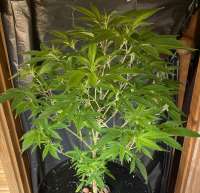 Dr. Krippling Seeds The Incredible Bulk - ein Foto von sam1only1