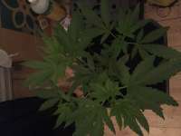 Bild von Indica2me (The Incredible Bulk)