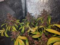 Bild von oldeschool (AutoBlackberry Kush)