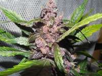 Bild von frankfaux (AutoBlackberry Kush)