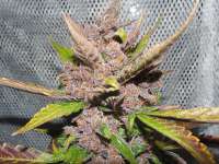 Bild von frankfaux (AutoBlackberry Kush)