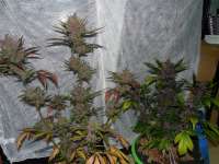 Bild von frankfaux (AutoBlackberry Kush)