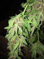 Bild von dieselhaze (AutoBlackberry Kush)