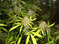 Bild von kyuss (AutoBlackberry Kush)