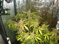 Bild von kyuss (AutoBlackberry Kush)