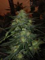 Dutch Passion AutoBrooklyn Sunrise - ein Foto von EckMcjagger