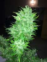 Bild von dieselhaze (AutoDurban Poison)