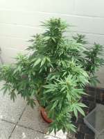 Bild von dieselhaze (AutoDurban Poison)