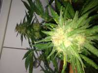 Bild von GuerillaPsycho (Auto Glueberry OG)