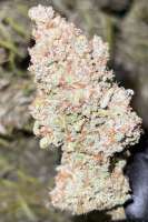 Dutch Passion Blueberry - ein Foto von Bdman23