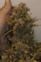 Dutch Passion CBD Auto Compassion Lime - ein Foto von hermantrage