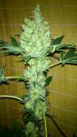 Bild von nygrr (CBD Skunk Haze)