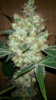 Bild von nygrr (CBD Skunk Haze)