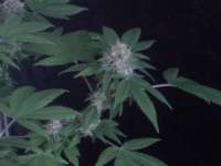 Bild von nygrr (CBD Skunk Haze)