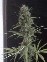 Bild von nygrr (CBD Skunk Haze)