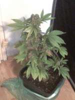 Bild von nygrr (CBD Skunk Haze)