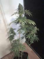 Bild von nygrr (CBD Skunk Haze)