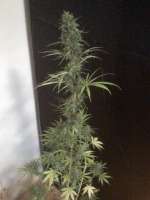 Bild von nygrr (CBD Skunk Haze)