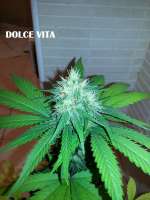 Dutch Passion Dolce Vita - ein Foto von admin