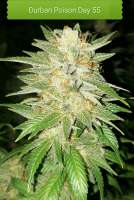 Bild von Redac (Durban Poison)