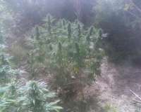 Bild von BalkanSmurf [Durban Poison]